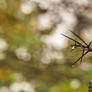 Bokeh Thorns