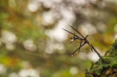 Bokeh Thorns