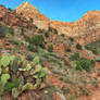Cactus Mountain Trail (freebie)