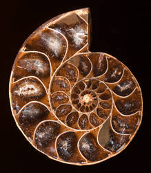 Spiral Ammonite Fossil