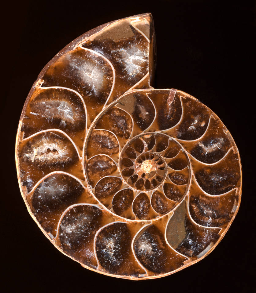 Spiral Ammonite Fossil by boldfrontiers on DeviantArt