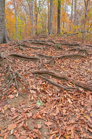 Autumn Avalon Forest Trail II