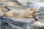 Resting Polar Bear (freebie) by boldfrontiers