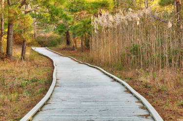 Chincoteague Refuge Boardwalk