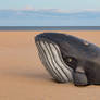 Ocean City Sand Whale