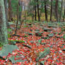 Rugged Autumn Linn Forest