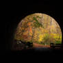 Autumn Silhouette Tunnel