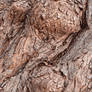 Wood Bark