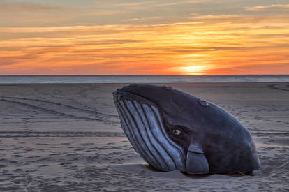 Whale Beach Sunrise