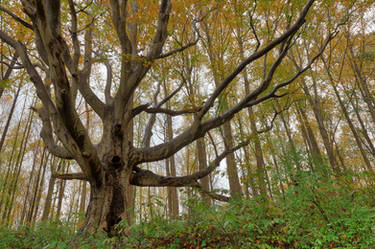 Mighty Susquehanna Beech Tree