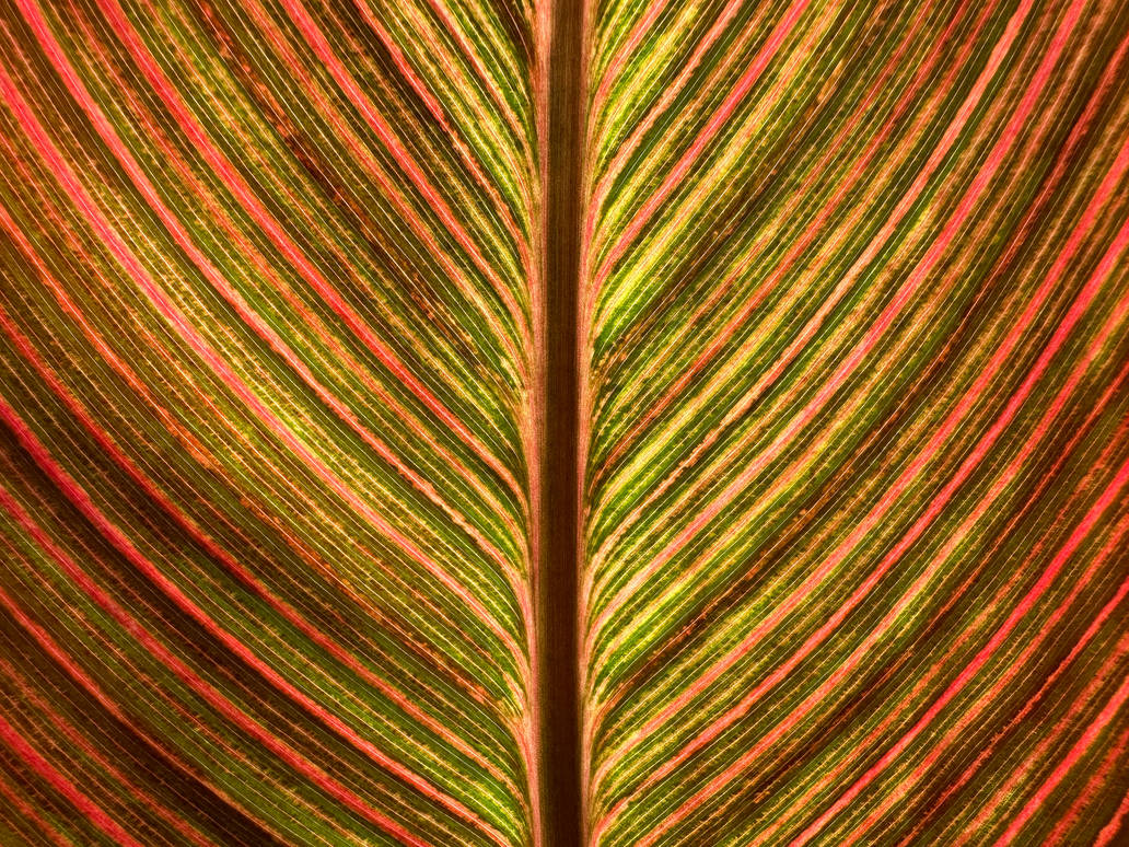 Croton Macro (freebie)