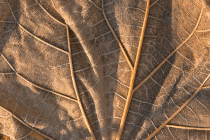 Gold Weathered Leaf