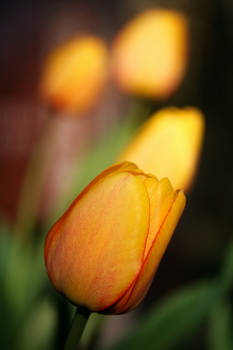 Fiery Tulips