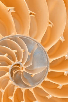 Nautilus Spiral