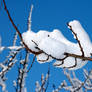 Winter branch