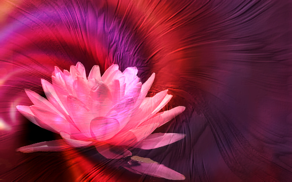 Blooming lotus.