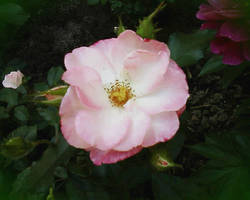 Privilege summer.The pale pink rose.