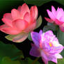 Beautiful lotuses.