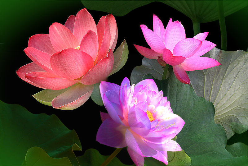 Beautiful lotuses.