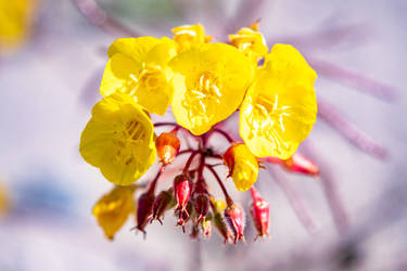 Joshua Tree Flower