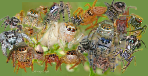 Spiders I Have Loved