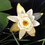 Black Water Lotus Flower