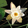 Blackwater Lotus Flower II