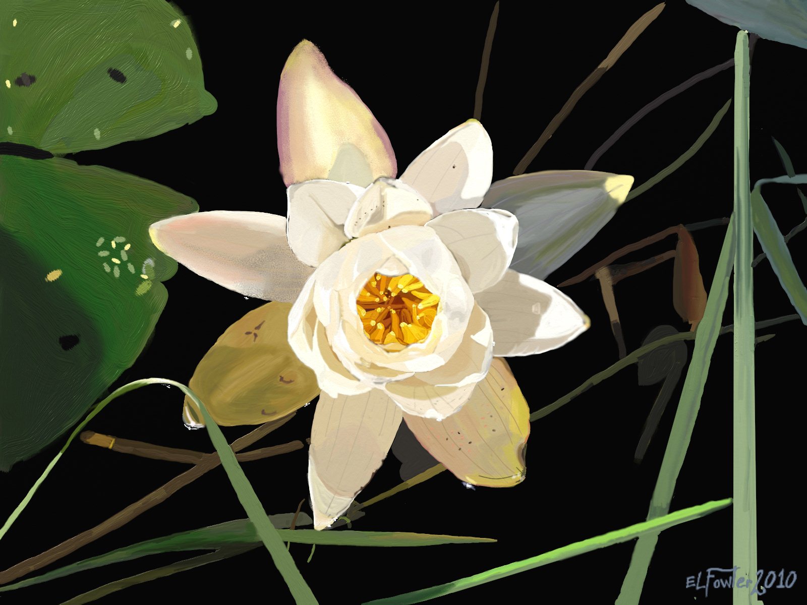 Blackwater Lotus Flower II