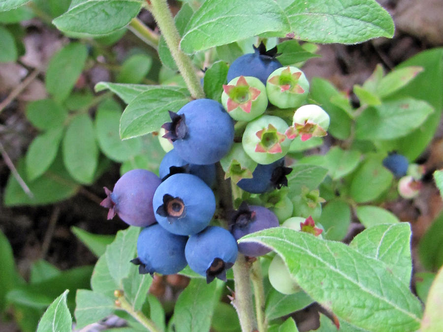 Maine Wild Blueberries