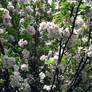 apple blossoms