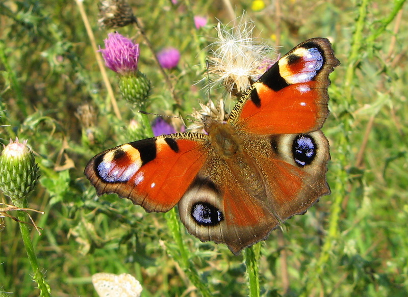 Autumn peacock