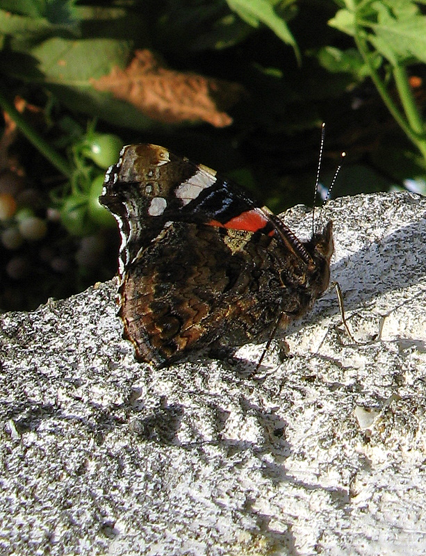 Vanessa atalanta proud