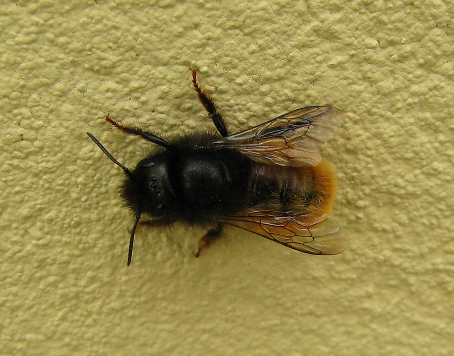 bombus lapidarius