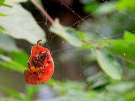 incey winsey spider