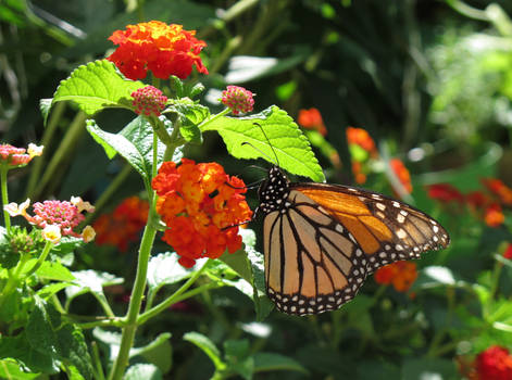 Monarch butterfly