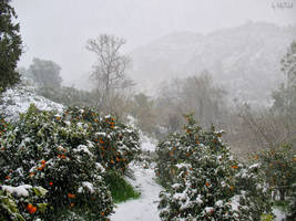 Snow in Omalos