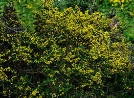 Golden Green Leaves