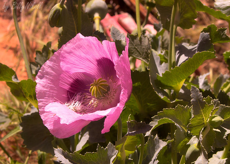 Pink Poppy by BillyNikoll