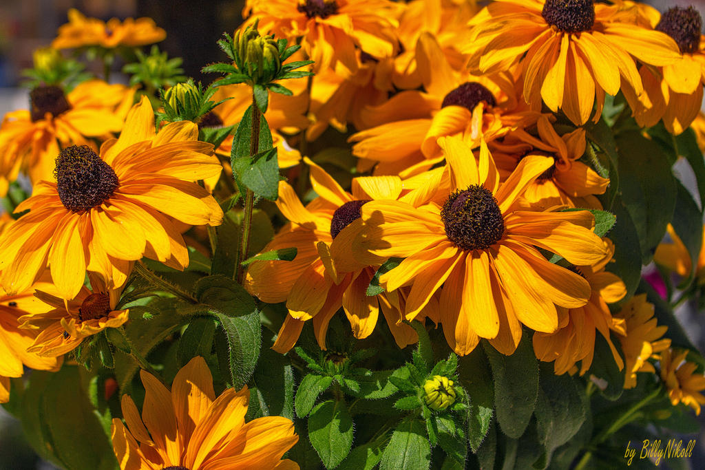 Rudbeckia by BillyNikoll Rudbeckia by BillyNikoll