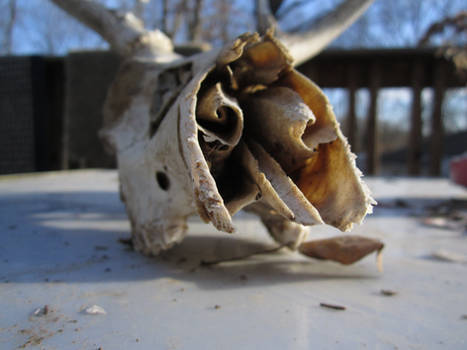 Deer Skull