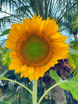 Sunflower003