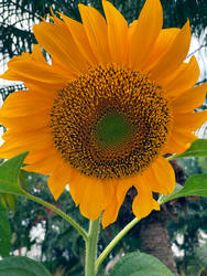 Sunflower005