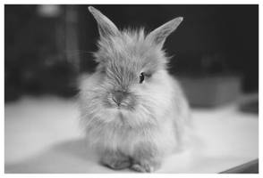 ma_rabbit
