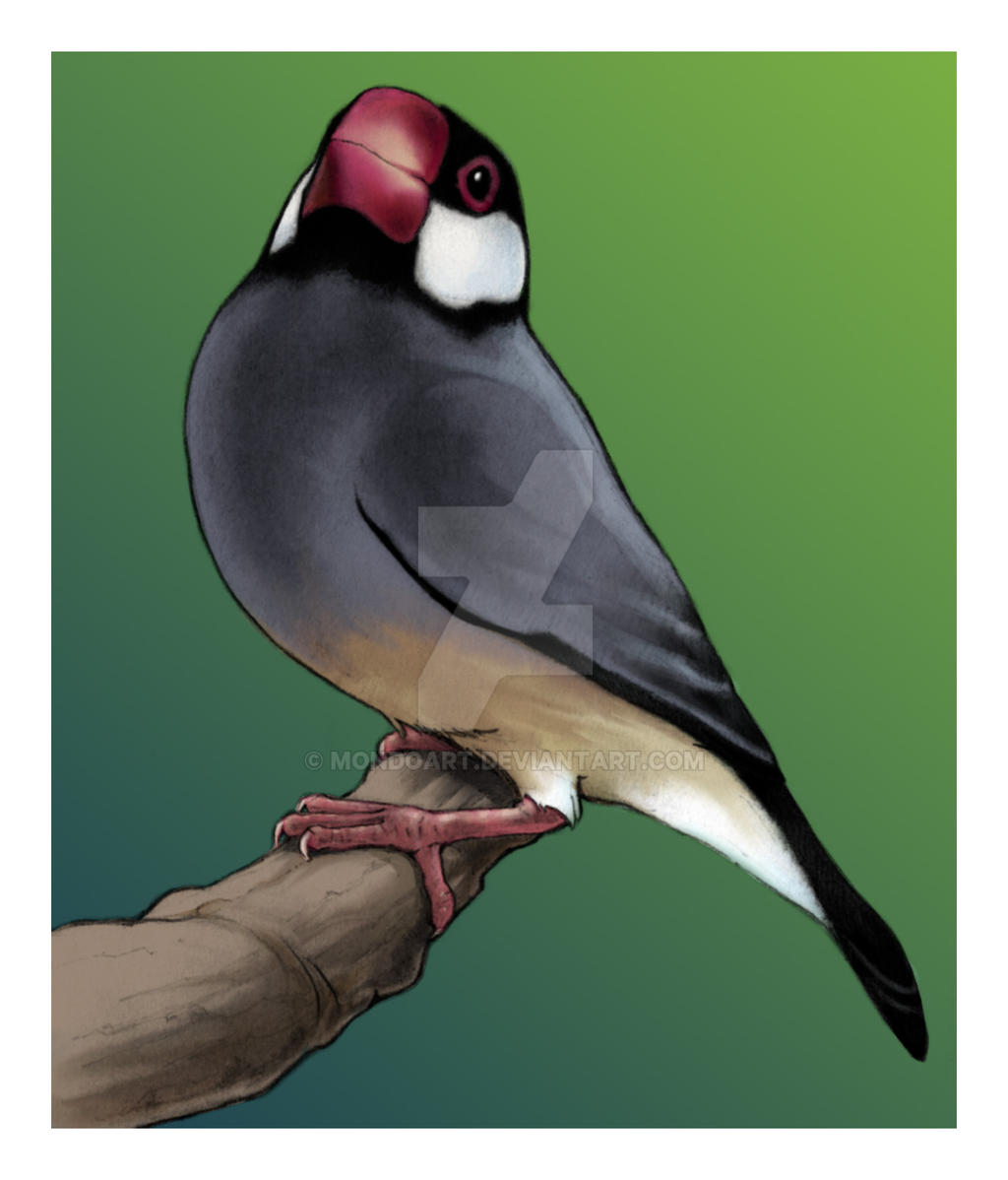 Java Finch by MondoArt on DeviantArt