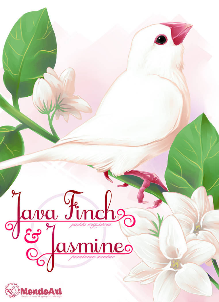 Java Finch and Jasmine by MondoArt on DeviantArt