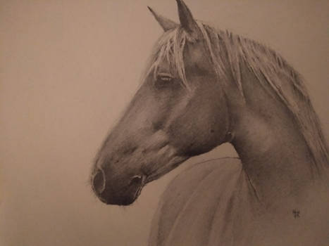 Horse pencil portrait
