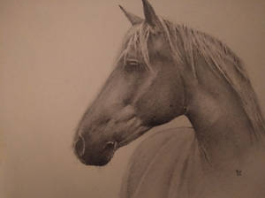 Horse pencil portrait