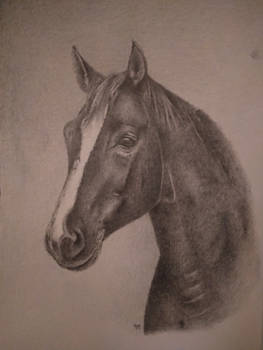 Horse pencil portrait 2