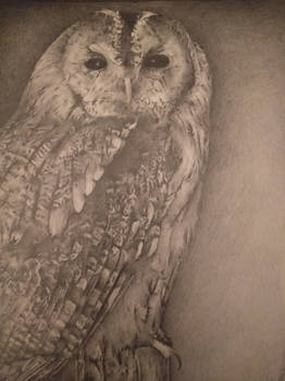 Tawny owl pencil sketch 