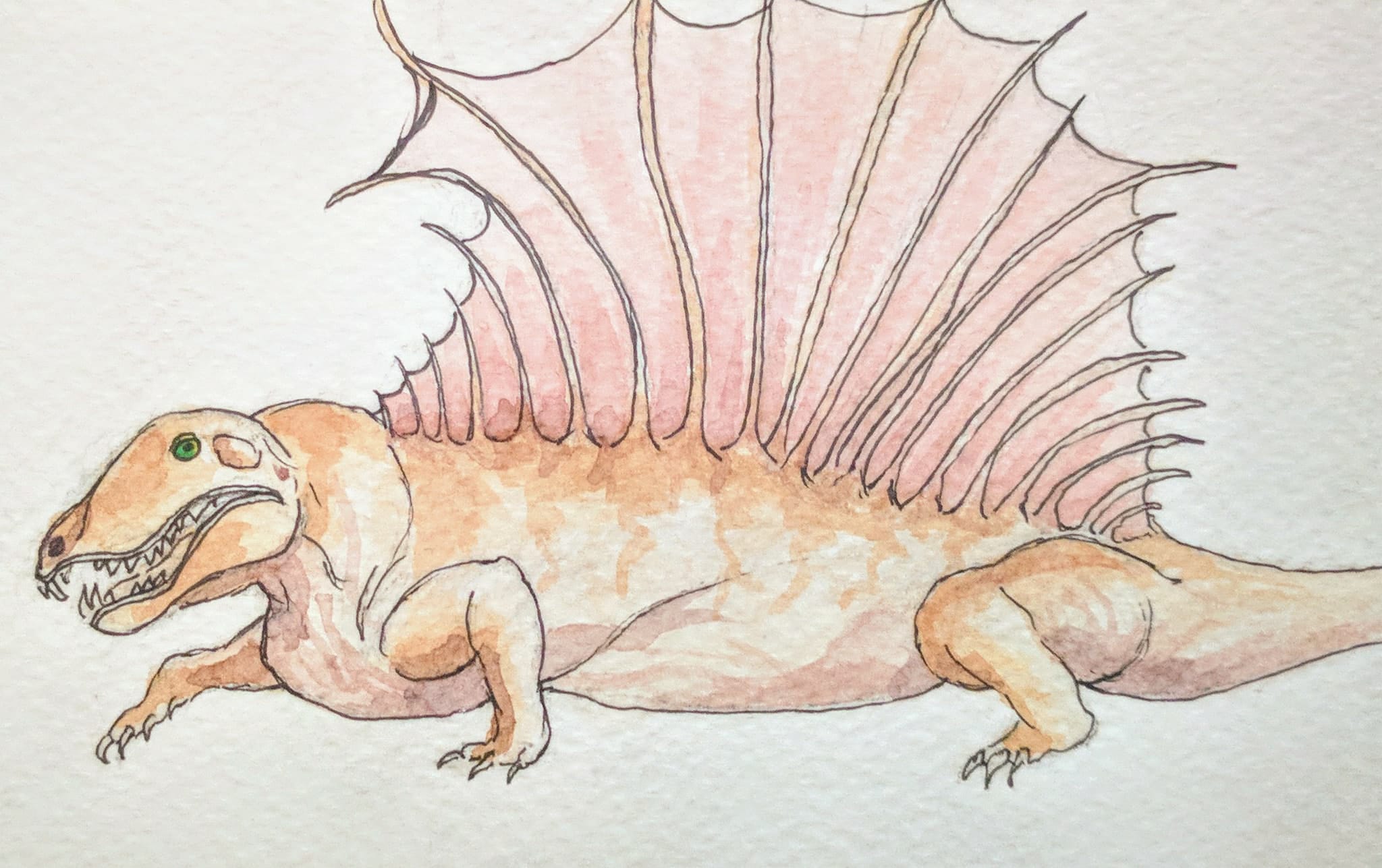 Dimetrodon